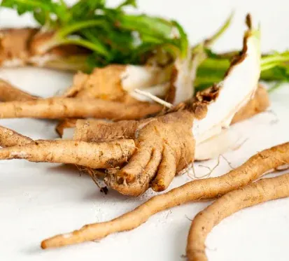 Fresh chicory root, the plant source of the inulin in SlimTide